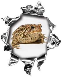 
	Mini Rip Torn Metal Bullet Hole Style Graphic with Fat Cute Toad
