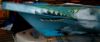 WWII Flying Tigers Shark Teeth Green on Kayak